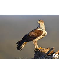 گونه عقاب دو برادر Bonellis Eagle